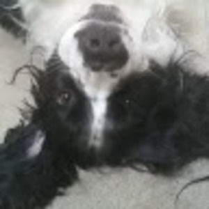 Meet your Posher, Harley